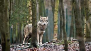 Ein Wolf steht zwischen Bäumen (Foto: picture alliance / Klaus-Dietmar Gabbert/dpa-Zentralbild)