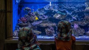 Zoo, Zoo Neunkirchen, Aquarium, Fische, Koralle, Korallenriff (Foto: Monsieur Maurice)
