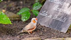 Auch verschiedene Vogelarten kann man hier entdecken (Foto: Kristina Scherer-Siegwarth)