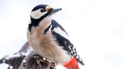 Ein heimischer Gartenvogel.  (Foto: NABU/Pressefoto)