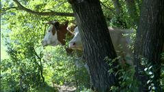 Die Kühe verstecken sich im Gebüsch (Foto: Wolfram Jung)