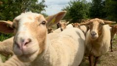Bitte recht freundlich - glückliche Schafe beim Weiden (Foto: Wolfram Jung)