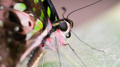 Ein Schmetterlingsauge in Nahaufnahme (Foto: Kristina Scherer-Siegwarth)