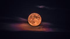 Der sogenannte Erdbeermond kurz nach Mondaufgang  (Foto: Gerd Wehlack)