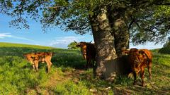 Glanrinder unter einem Baum (Foto: SR / Simin Sadeghi)