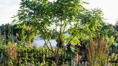 Blasenesche (Koelreuteria paniculata) im insektenfreundlichen Garten (Foto: Bastian Langhirt)