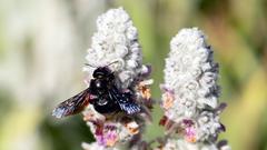 Woll-Ziest (Stachys byzantina) mit einer Holzbiene (Foto: Bastian Langhirt)