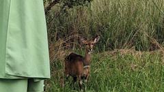 Eine Antilope auf Besuch (Foto: SR / Christoph Borgans)