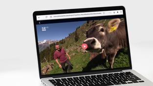 SR Livestream mit Michael Friemel und einer Kuh auf einem Laptop  (Foto: SR/Pixabay)