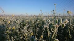 Feld mit Raureif überzogen (Foto: Juliane Butterberg)