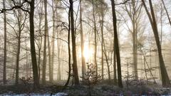 Mystischer Nebel im Wald bei Niederhosenbach (Foto: Klaus Dieter Lang)