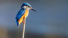 Ein Eisvogel sonnt sich am Cristallerie-Weiher in Wadgassen (Foto: Klaus Maurer)