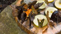 Schmetterlinge an einer Futterstelle mit frischem Obst (Foto: Kristina Scherer-Siegwarth)