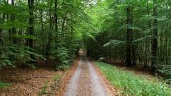 Schöne Waldwege laden zum Spazieren ein (Foto: SR)