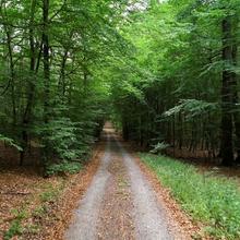 Schöne Waldwege laden zum Spazieren ein (Foto: SR)