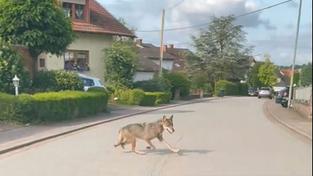 Ein Social-Media-Video zeigt eine vermeintliche Sichtung eines freilaufenden Tieres in Eiweiler (Foto: Screenshot Facebook / Jessica Staub)
