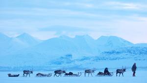 Rentiere ziehen Schlitten durch Schneelandschaft in Lappland (Foto: picture alliance / dpa | Staffan Widstrand)