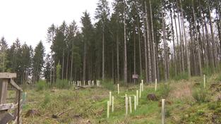 Wald (Foto: SR)