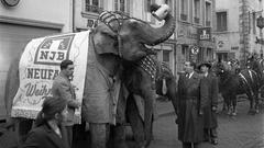 Werbeaktion für Neufang Bockbier, um 1950. Der „Neufang-Bock“, mit dem die Brauerei Anfang der fünfziger Jahre auf weihnachtlichen Werbefeldzug durch Saarbrücken ging, hatte keine Hörner, dafür aber einen Rüssel, mit dem er einen besonders großen Bierkrug schwenken konnte. Elefanten und Pferdekutsche machen hier Station vor der Neufang-Gaststätte „Zum alten Brunnen“ am St. Johanner Markt. (Foto: Julius Walter)