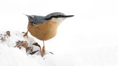 Ein heimischer Gartenvogel.  (Foto: NABU/Pressefoto)