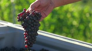 Reife Trauben einer Weinrebe (Foto: SR/ aktueller bericht)