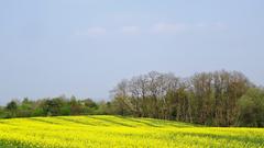 Ein Rapsfeld in Felsberg (Foto: Alfred Schmitt)