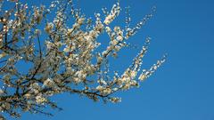 Erste weiße Blüten am Baum (Foto: Anneliese Schumacher)