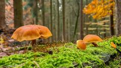 Saarlandwetter: Anton Didas - Pilze auf einem Spaziergang auf dem Offizierspfad in der Nähe von Nohfelden-Selbach  (Foto: Anton Didas)