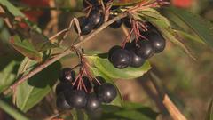 Genuss mit Zukunft - Aronia Beeren (Foto: SR)