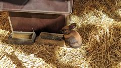 Auch echte Hasen kann man auf dem St. Wendeler Ostermarkt im Stroh oder in ihren Häusern beobachten (Foto: Kristina Scherer)