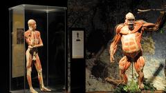 Plastinate Mensch  und Gorilla (Foto: Veranstalter CCS)