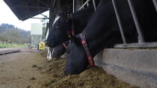 Kühe auf dem Kahlenberger Hof (Foto: SR)