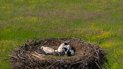 Die Jungstörche im Nest. (Foto: Gerd Wehlack)