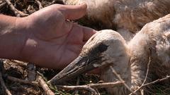 Etwa zwei Monate bleiben die Jungstörche im Nest. (Foto: Gerd Wehlack)