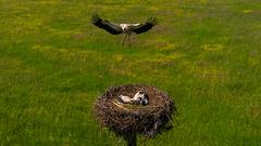 Ein Storch im Anflug auf das Brutnest. (Foto: Gerd Wehlack)