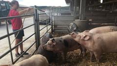 Bioschweine der Ferme Schmitt Nancois le grand (Foto: SR)