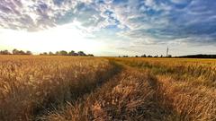 Ein goldenes Feld im Sonnenlicht. (Foto: Monika Vraun)