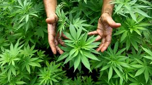 Cannabis-Pflanzen (Foto: dpa)