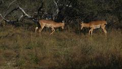 Christoph Borgans Weg zum Safari Guide (Foto: Christoph Borgans)