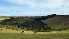 Das Ösling – relativ dünn besiedelt, viel Wald und naturnahe Landwirtschaft (Foto: SR)
