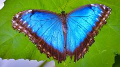 Der leuchtend blaue Morphofalter sticht sofort ins Auge. Das Blau entsteht durch Interferenz des Lichts auf die Schuppen seiner Flügel, nicht durch Pigmente. (Foto: Kristina Scherer-Siegwarth)