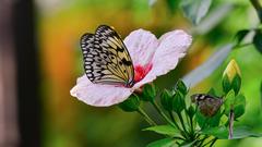 Dieser Schmetterling hat sich auf einer Hibiskusblüte niedergelassen (Foto: Kristina Scherer-Siegwarth)