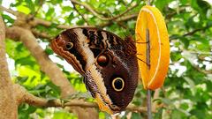 Dieser Schmetterling nimmt Nahrung über seinen Saugrüssel auf (Foto: Kristina Scherer-Siegwarth)