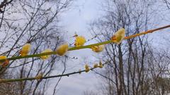 Zartflügeligem Nektarnascher auf Eichkätzchenblüte gesehen am Autobahnzubringer zwischen St. Ingbert und Rentrisch.  (Foto: Dieter Tomm)