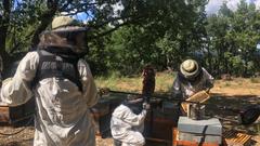 Dreharbeiten - Raymond Georges bei seinen Bienen (Foto: sr)