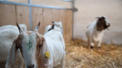 Die Landpartie auf dem Hunacker Hof in Ormesheim (Foto: Pasquale D'Angiolillo)