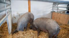 Die Landpartie auf dem Hunacker Hof in Ormesheim (Foto: Pasquale D'Angiolillo)