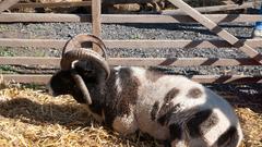 Die Landpartie auf dem Hunacker Hof in Ormesheim (Foto: Pasquale D'Angiolillo)