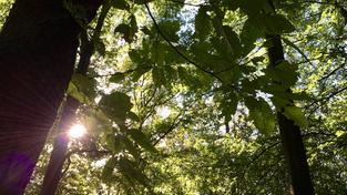Wald (Foto: SR / Uwe Jäger)