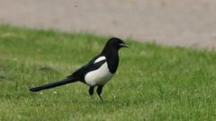 Elster (Foto: NABU/Pressefoto/Fotonatur)